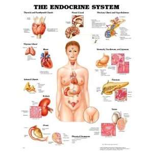 The Endocrine System Anatomical Chart:  Industrial 