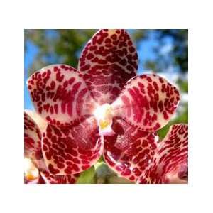 Phalaenopsis gigantean Orchid Plant Grocery & Gourmet Food