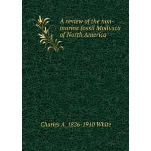   fossil Mollusca of North America Charles A. 1826 1910 White Books