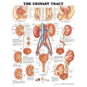  Anatomical Chart Company Urinary Tract Anatomical Chart 