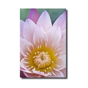  Lotus Flower Yucatan Peninsula Mexico Giclee Print: Home 