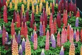 Lupin Seeds ★ Russell Mixed ★ Heirloom Perennial Variety ★ 2012 