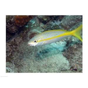  Yellowtail Snapper Poster (24.00 x 18.00)