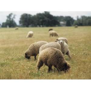  Flock of Free Range Sheep Grazing in a Field, Corvallis 