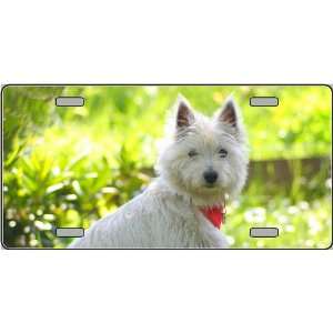  West Highland White Terrier Dog Pet Novelty License Plate 