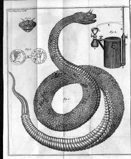   , NEW ENGLAND, AMERICAN COLONIES, 1768 HORNED VIPER OF EGYPT  