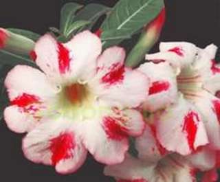 ADENIUM OBESUM DESERT ROSE BERTHA 30 SEEDS FRESH RARE  