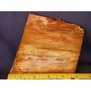    Louisiana Petrified Palm Wood Slab, 4.21.28: Everything Else