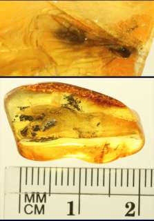 Fossil Multiple Insects Inclusion 1 gram Baltic Amber   BEETLE ANT 