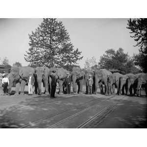 Elephants Lines Up, June 9, 1929 Premium Poster Print 
