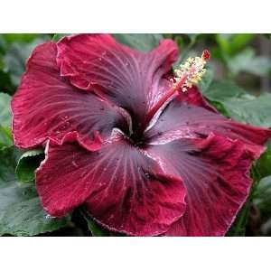  Wined Event Hibiscus 30 Seeds Patio, Lawn & Garden