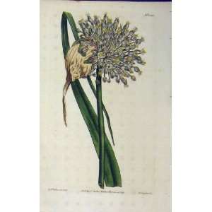  1811 Hand Coloured Flower Edwards Curtis Sansom N.1385 