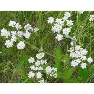  400 CARAWAY Carum Carvi HERB Flower Seeds Patio, Lawn 