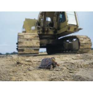  Habitat Destruction of the Eastern Box Turtle, , Terrapene 