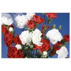 Red and White Christmas Color Spray Carnations 160  