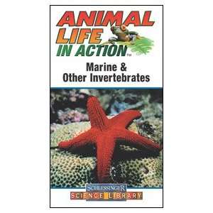  Animal Life in Action: Marine and Other Invertebrates 