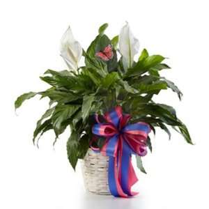  Same Day Flower Delivery Classic Peace Lily Patio, Lawn & Garden