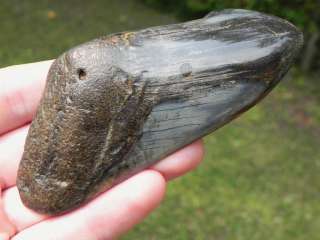 75e Megalodon fossil shark tooth KILLER WHALE HUNTER!!!  