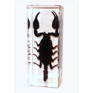  Real Black Scorpion Paperweight Large 