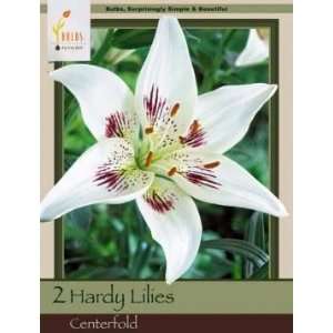   Farms Asiatic Lily Centerfold Pack of 2 Bulbs Patio, Lawn & Garden