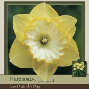    Narcissus Large Cup St. Patricks Day Patio, Lawn & Garden