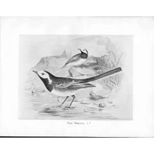  Birds Frohawk Drawings Antique Print Pied Wagtail