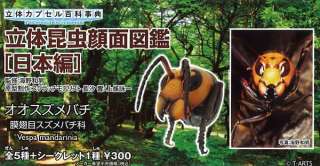 BIOLOGICAL SCIENCE MODEL INSECT GIANT HORNET  