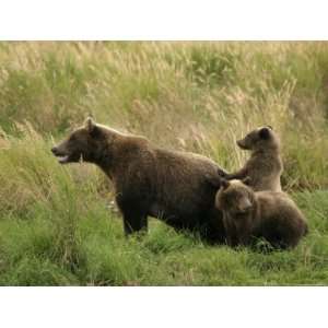  A Female Alaskan Brown Bear and Her Twin Cubs in a Grassy 