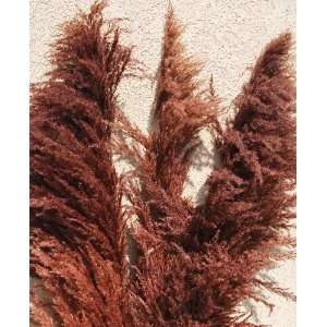  Dried Pampas Grass   Brown Color
