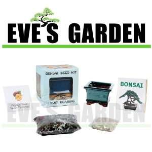  Eves Garden Gifts Bonsai Seed Kit   Fruit Bearing   Passion 