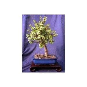 Small Leaf Varigated Jade Bonsai Tree by Sheryls Shop  