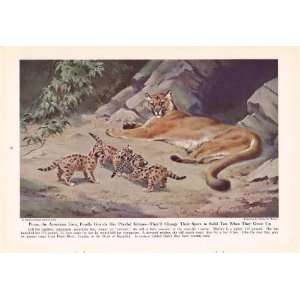 1943 Puma Mountain Lion Cougar   King of Cats and His Court   Vintage 