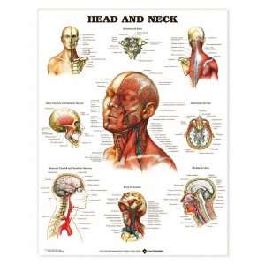 Head and Neck Anatomy Chart:  Industrial & Scientific