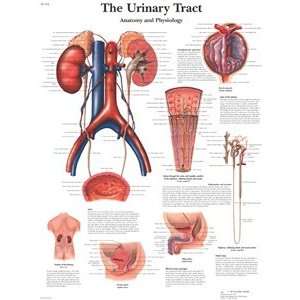 The Urinary Tract 20 x 26 in.   Paper version  Industrial 