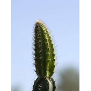  Upward View Close Up of a Barrel Cactus, California 