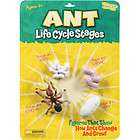 ANT CYCLE MODELS ~ INSECT LORE~ 