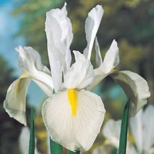  Dutch Iris Bulbs Excelsior: Patio, Lawn & Garden