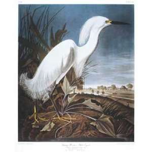    John James Audubon   Snowy Heron or White Egret: Home & Kitchen