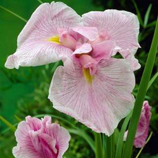 Pink Lady Japanese Ensata Iris   Solid Pink   One Gallon Pot  