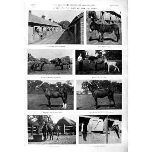 1901 Horses Pensioner Bob Trusty Donkey Foal Oxford Cambridge Cycle 