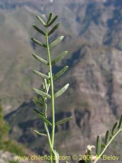 Astragalus cruckshanksii. 50 fresh seeds V.Hardy  