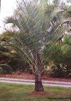 TRIANGLE PALM / DYPSIS DECARYI   LARGE 5 GALLON PLANT  
