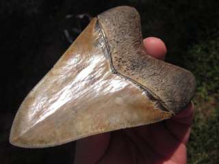 Inch TOP QUALITY MEGALODON SHARK Tooth Fossil Teeth  