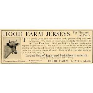   Jersey Cows Berkshires Lowell Mass   Original Print Ad