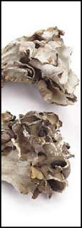 Dried Maitake Hen of the Woods Mushrooms     