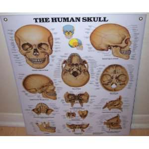  The Human Skull Anatomical Wall Chart: Everything Else