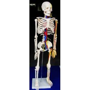   Skeleton Nerves Blood Vessels 34 85cm IT 004 ANGELUS 