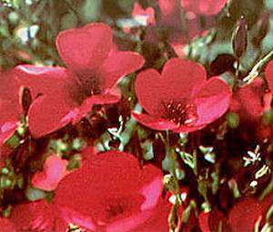 FLAX SCARLET, RED FLAX      35,000 Flower Seeds + GIFT  