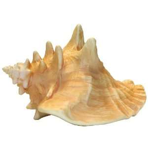  Petprojekt Large Conch Shell
