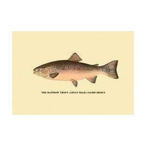  The Rainbow Trout 20x30 poster